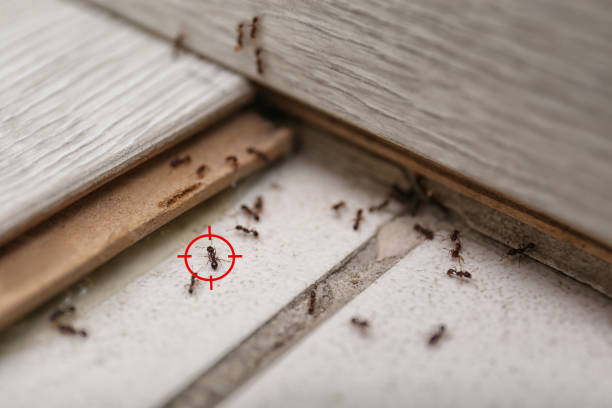 Best Wasp Removal Services  in Plymouth, WI