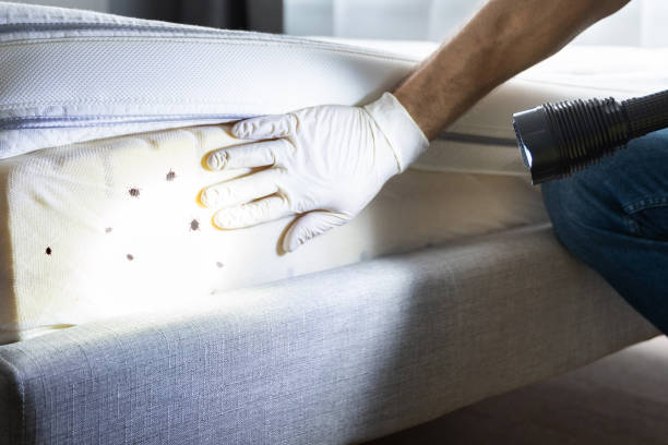 Best Ant Control Services  in Plymouth, WI