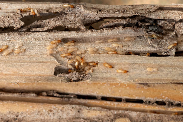 Professional Pest Control in Plymouth, WI